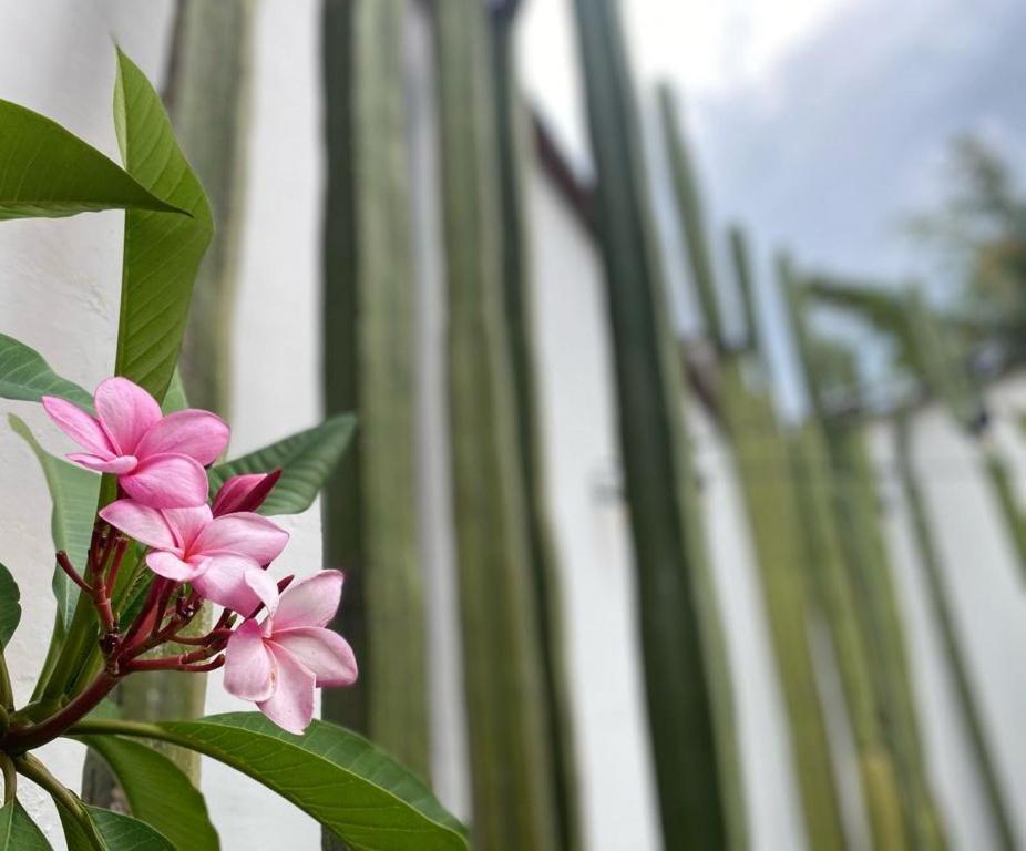 Casa Mayo B&B Oaxaca Εξωτερικό φωτογραφία